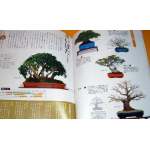 Photo: Make BONSAI understands with photographs book from japan japanese