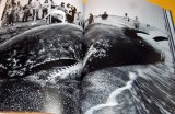 Photo: Dismantling of the whale book japan, japanese, whaling, meat, fishing, iwc