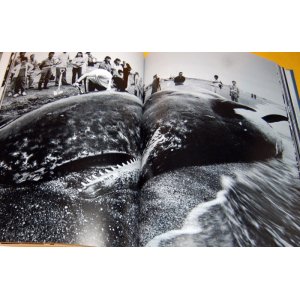 Photo: Dismantling of the whale book japan, japanese, whaling, meat, fishing, iwc