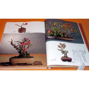 Photo: Four seasons of BONSAI photo book japan japanese