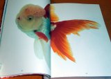 Photo: Kingyo - The Graphics of Japanese Goldfish