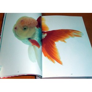 Photo: Kingyo - The Graphics of Japanese Goldfish