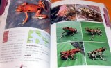 Photo: Poison Dart Frog - Reptiles & Amphibians Perfect Guide