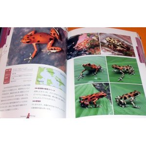 Photo: Poison Dart Frog - Reptiles & Amphibians Perfect Guide