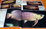 Photo: AROWANA HISTORIOGRAPHY