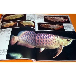 Photo: AROWANA HISTORIOGRAPHY