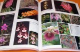 Photo: Picture book of Mysterious Orchid in the world book flower orchidaceae