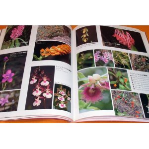 Photo: Picture book of Mysterious Orchid in the world book flower orchidaceae