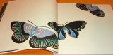 Photo: Kamisaka Sekka : Butterfly and Seaway - Modern Design of Japan