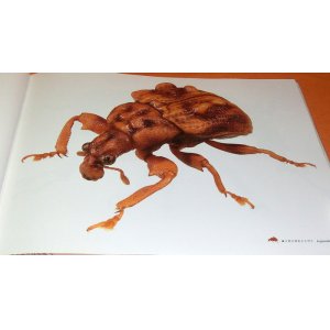 Photo: Weevils : Micro Presence Photo Book beetle curculionoidea weevil