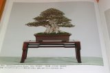 Photo: Very Rare ! The 85rd Bonsai Exhibition book from japan japanese