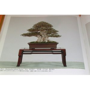 Photo: Very Rare ! The 85rd Bonsai Exhibition book from japan japanese