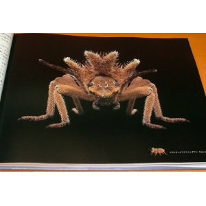 Photo: Darkling Beetles : Micro Presence book neatus picipes insect japanese