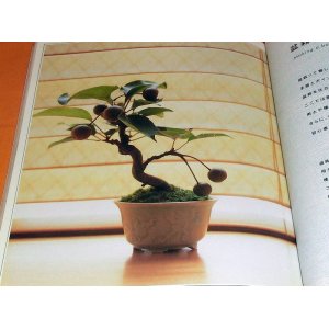 Photo: Let's Begin Miniature BONSAI book Japan Japanese mini little