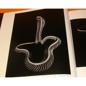 Photo: REAL BONES Beauty of Skeleton and Functional book animal snake bird fish