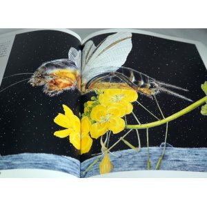 Photo: Kumada Chikabo's  Picture book art book from Japan Insect Animal Bird