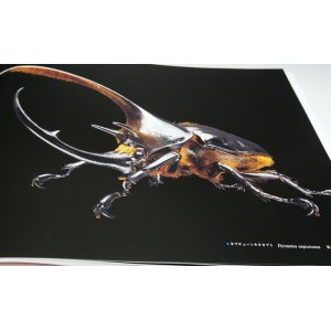 Photo: Rhinoceros Beetles : Micro Presence 4 book from Japan horned kabutomushi