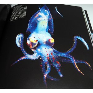 Photo: CEPHALOPODS, amazing and beautiful creatures photo book squid octopus