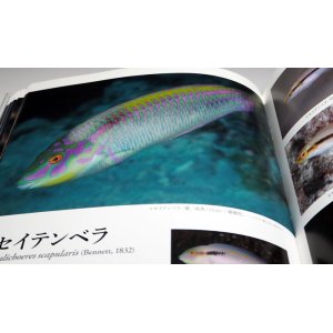 Photo: A Photographic Guide to WRASSES of Japan book Japanese Labridae fish