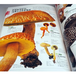 Photo: Actual size of the mushrooms can be seen in comparison Japanese book