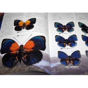 Photo: What is the most beautiful Butterfly in the world : Illustration book