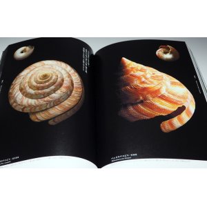 Photo: The Beautiful Shell in the world book bivalve shellfish univalve