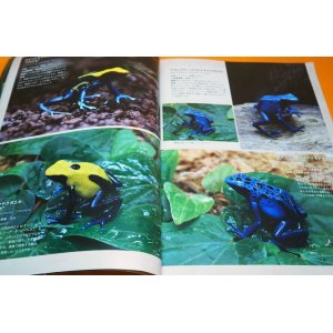 Photo: Poison Dart Frog & Paludarium Book from Japane Japanese