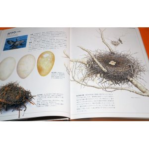 Photo: JAPANESE WILD BIRD NEST AND EGG PICTORIAL BOOK FROM JAPAN